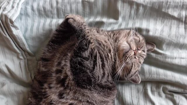 Cat sleeping on bed. Close up view of lazy pet resting. Cozy and happy kitten taking a nap.
