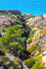 Fototapeta na wymiar San Diego, California. Pine trees on sandstone cliffs in desert landscape by the ocean. Torrey Pines State Reserve Park hike trails in Lo Jolla on warm sunny dry summer day.