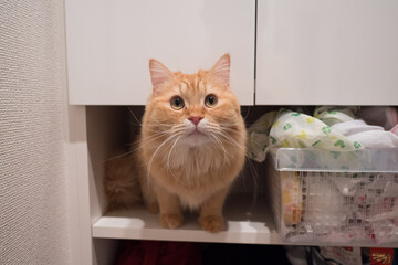 棚に入り込んだ猫のマンチカン