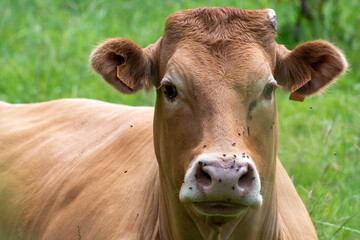 portrait of a limousin cow in a meadow in Luxembourg