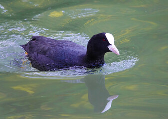 Das Amerikanische Blässhuhn im See