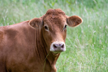 portrait of a limousin cow