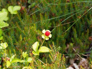 Duchesnea indica | Faux fraisier ou fraisier de Duchesne aux petits fruits ronds rouge vif dressés et aux feuilles en rosette, trifoliées, crénelées vert sombre