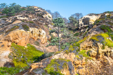 San Diego, California. Lone pine tree in sandstone cliff landscape desert. Torrey Pines State Reserve Park hiking trail in Lo Jolla.