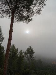 Fototapeta na wymiar Country landscape on a foggy day