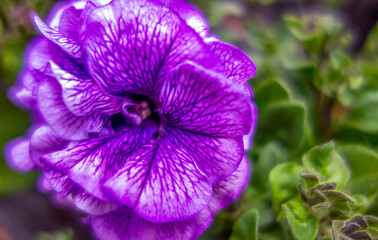 violet flowers closeup