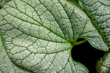 bicolor leaves closeup