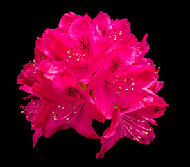 pink flower head