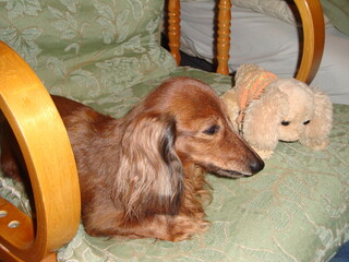 Our little dachshund (4)