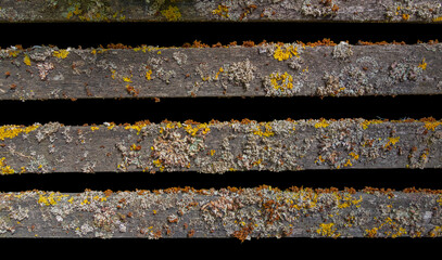 lichen on wooden bars