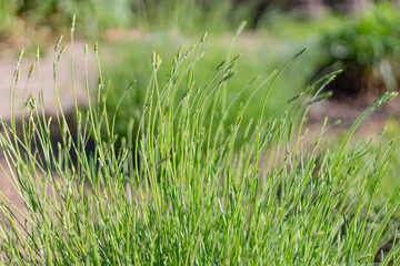 Bushes of lavender in the garden. The beginning of flowering lavender.