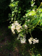 wild flowers in the forest