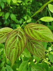 green leaves background