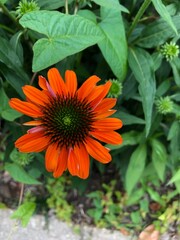 orange dahlia flower