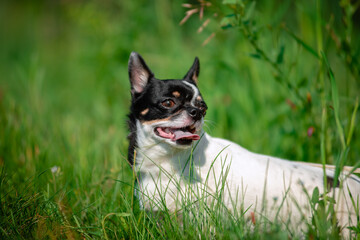 A small Chihuahua dog. Summer, sun, meadow.