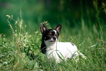 A small Chihuahua dog. Summer, sun, meadow.