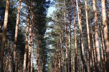 Fototapeta premium forest in autumn