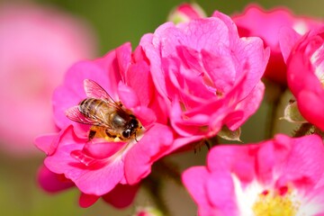bee on beautiful pink flower in the garden