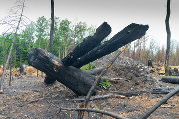 Trees destroyed by fire lie one above the other in a forest area