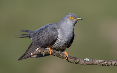 Cuckoo