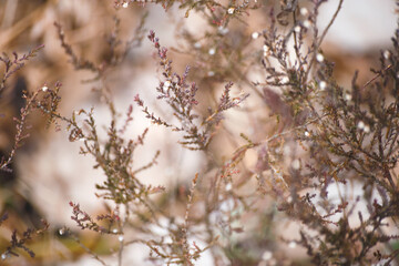 Heather begins to bloom