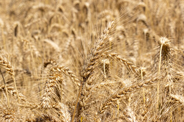 Close up of three ears of wheat in the Tuscan countryside