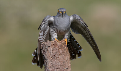 Cuckoo
