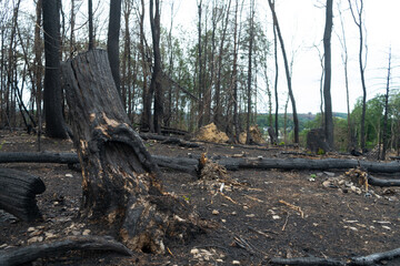 Forest in western Germany destroyed by drought and fire