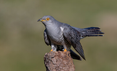 Cuckoo Perched