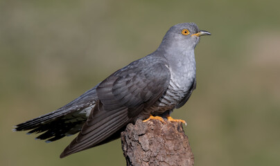 Cuckoo Perched