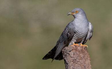 Cuckoo Perched