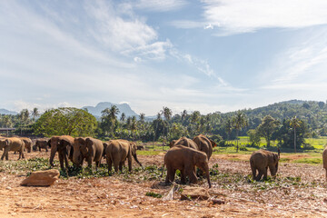 Fototapeta na wymiar Elephant herd made up of female elephants and juvenile elephants grazing and enjoying the beautiful whether.