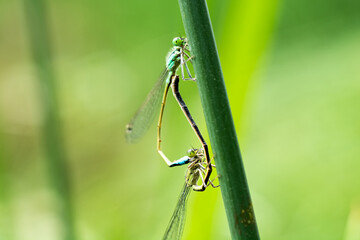 Two dragonflies on a green leaf.