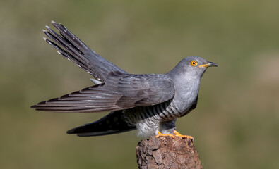 Cuckoo