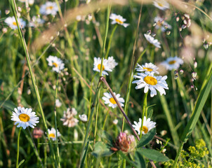 Fototapeta premium daisy wildflowers in a summer meadow