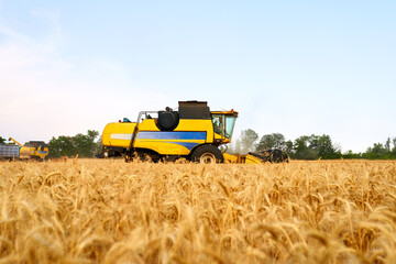 Fototapeta premium Combine harvesters working in wheat field with clear blue sky. Harvesting machine driver cutting crop in a farmland. Agriculture theme, harvesting season.