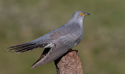 Cuckoo