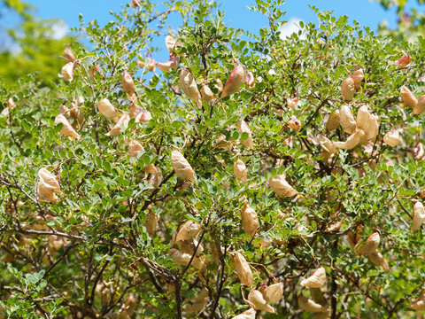 Baguenaudier ou arbre à vessies (Colutea arborescens), arbrisseau ramifié aux baguenaudes vert à brun rougeâtre, au feuillage léger à folioles elliptiques et nervurées
