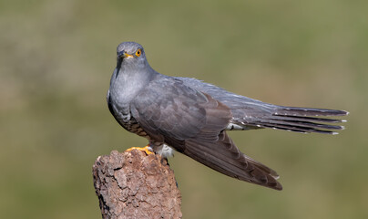 Cuckoo
