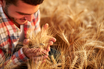 Smiling farmer holding and smelling a bunch of ripe cultivated wheat ears in hands. Agronomist...
