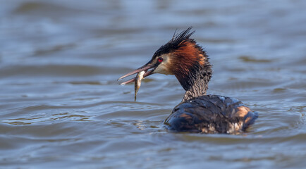 Great Crested Grebe Fishing