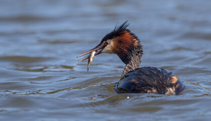 Great Crested Grebe