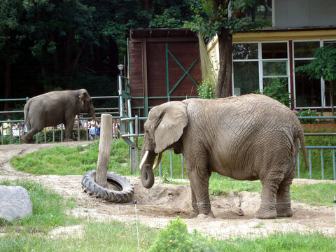 Two elephants walk the catwalk in the zoo