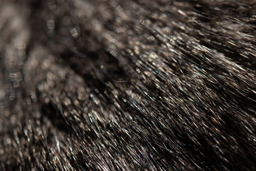 Fur kitten animal cat black white hair