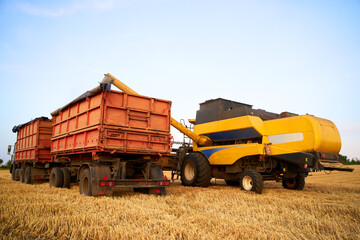 Overloading grain from the combine harvesters into a grain truck in the field. Harvester unloder pouring just harvested wheat into grain box body. Farmers at work. Agriculture harvesting season theme.