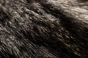 Fur kitten animal cat black white hair