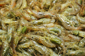 Shrimps background. Palaemon elegans european rockpool shrimp. Fresh prawn. Seafood background.