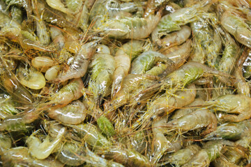 Shrimps background. Palaemon elegans european rockpool shrimp. Fresh prawn. Seafood background.