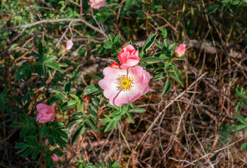 Beautiful blooming tea rose bush with pink flowers. Spring nature.