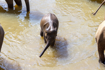 Baby elephant taking a cooling bathe in cold river water during an extremely hot day. Concept of wild animals living free.